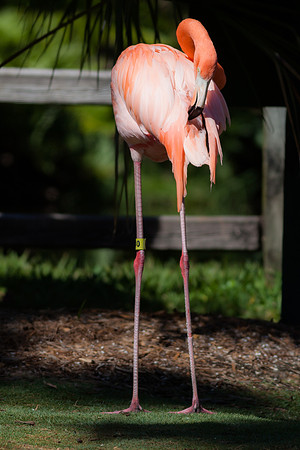 _MG_3862-1