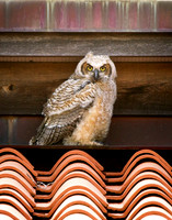 "Owl". Submitted to 2010 Iowa State Fair, not displayed.