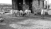 P1030471-1