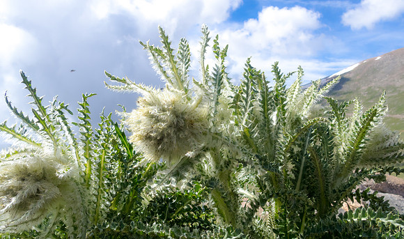 P7130329-1
