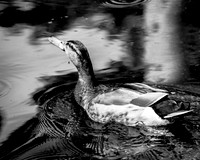 "Duck Paddle" IMG_4998-1