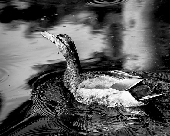 "Duck Paddle" IMG_4998-1