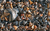 "Shark Teeth". 2010 Iowa State Fair Honorable Mention.