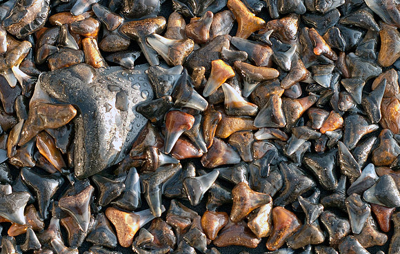 "Shark Teeth". 2010 Iowa State Fair Honorable Mention.