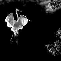 052014_0856pm_silver_MG_3045-1-2