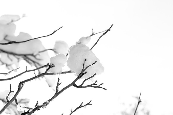_MG_9881-1