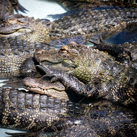 Congregation of alligators_J9A3339-1
