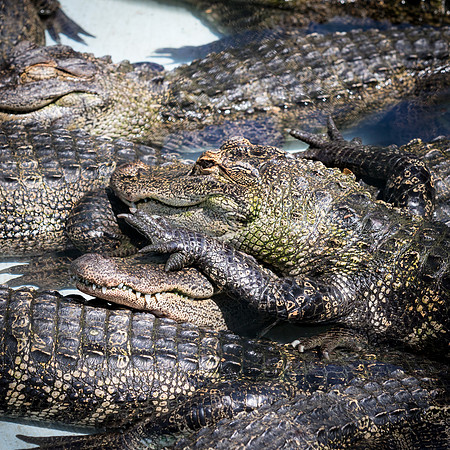Congregation of alligators_J9A3339-1