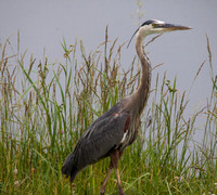 _MG_3385-1