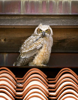 OWL-1
