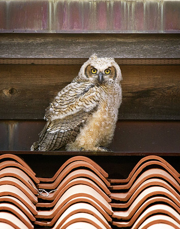 OWL-1