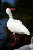 White Ibis _J9A3065-1