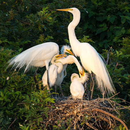Great Egret family_67A0477-1