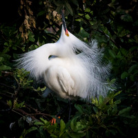 Snowy Egret in High Breeding plumage_67A0760-1