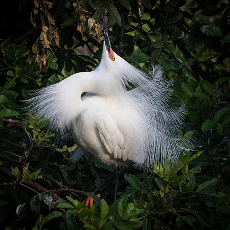 Snowy Egret in High Breeding plumage_67A0760-1