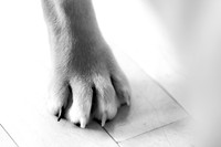 _MG_5554-1-2