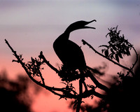 _67A0281-1-9