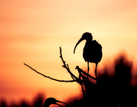 _67A0225-1-3