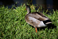 IMG_4996-1