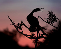 _67A0281-1-4