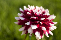 dahlia reduced