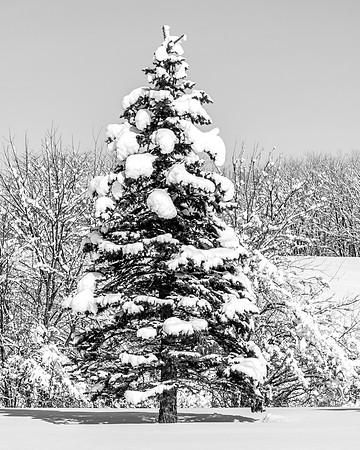 _MG_9968-1
