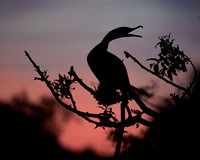 _67A0281-1-6