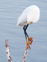 Venice Rookery