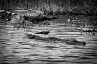 _MG_3493-1