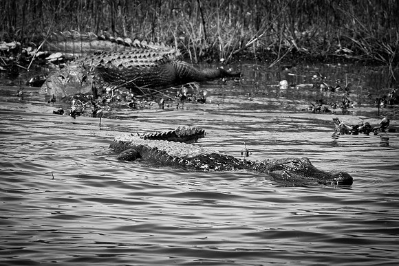 _MG_3493-1
