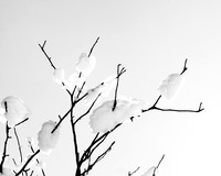 _MG_9875-1