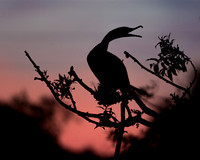 _67A0281-1-5