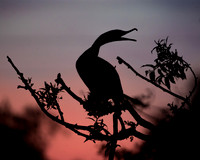 _67A0281-1-7
