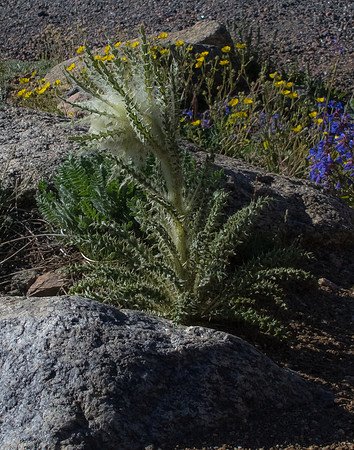 P7150133-1