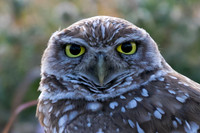 Burrowing Owls Cape Coral 03.12.16