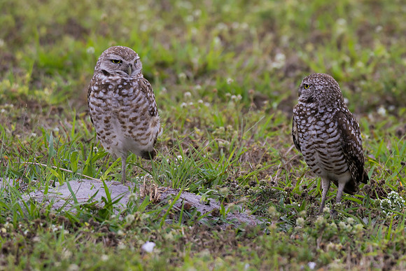 TH0A8500-1