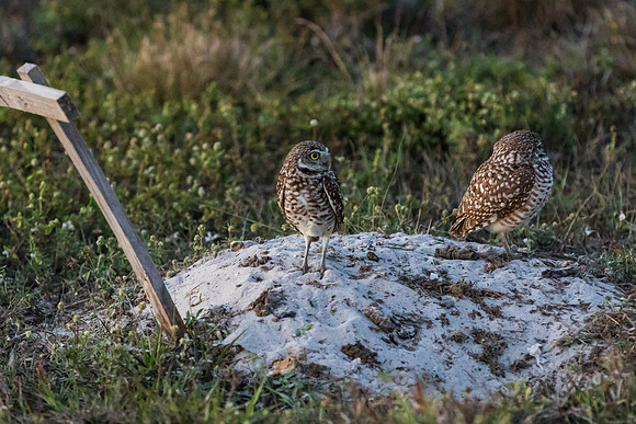 IMG_5099-1