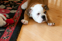 _MG_5591-1