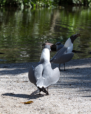 IMG_5083-1