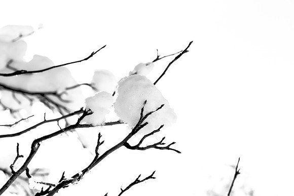 _MG_9881-1