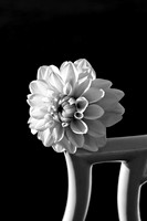 Dahlia
