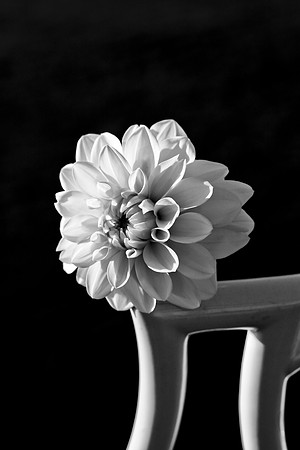 Dahlia