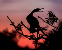 silhouette 2