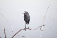 'Nevermore'