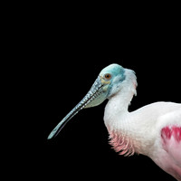 Roseate Spoonbill
