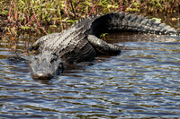 _MG_3483-1