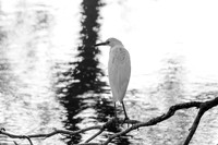 IMG_0013-1