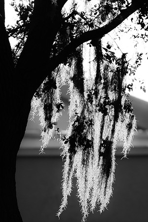 IMG_4405-1