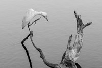 IMG_0071-1