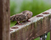 _MG_3506-1